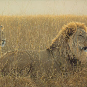 Robert Bateman-lions in the grass renaissance giclee