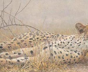 Robert Bateman-londolosi cheetah