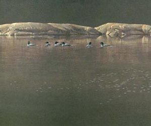 Robert Bateman-loon gathering at big east