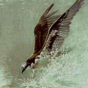 Robert Bateman-lunging osprey