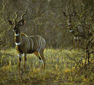 Robert Bateman-meru dusk lesser kudus