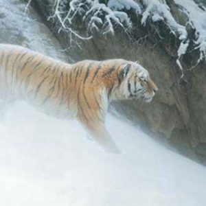 Robert Bateman-momentum siberian tiger