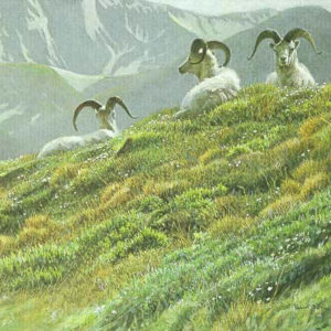 Robert Bateman-mountain meadow dall sheep