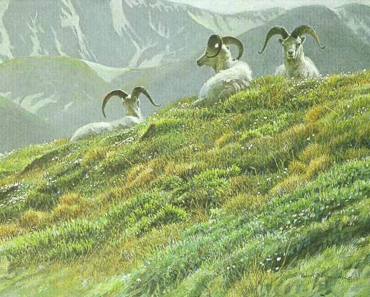 Robert Bateman-mountain meadow dall sheep