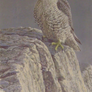 Robert Bateman-mountain monarch gyrfalcon