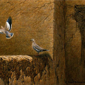 Robert Bateman-old adobe white winged doves