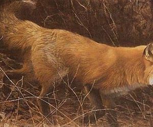 Robert Bateman-on the move red fox