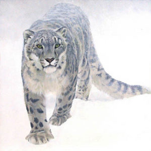 Robert Bateman-out of the white snow leopard