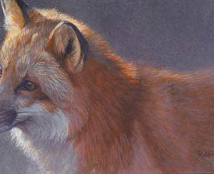 Robert Bateman-questing red fox