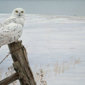 Robert Bateman-ready for the hunt snowy owl