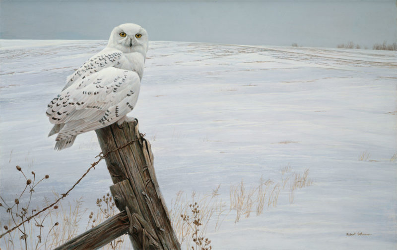 Robert Bateman-ready for the hunt snowy owl