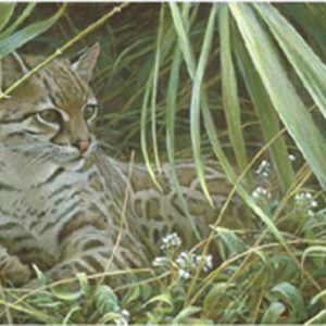 Robert Bateman-reclining ocelot