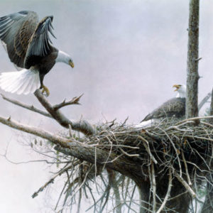 Robert Bateman-return bald eagle pair