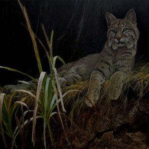 Robert Bateman-riverbank retreat bobcat