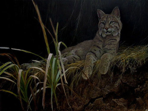 Robert Bateman-riverbank retreat bobcat