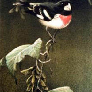 Robert Bateman-rosebreasted grosbeak