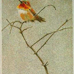 Robert Bateman-rufus hummingbird