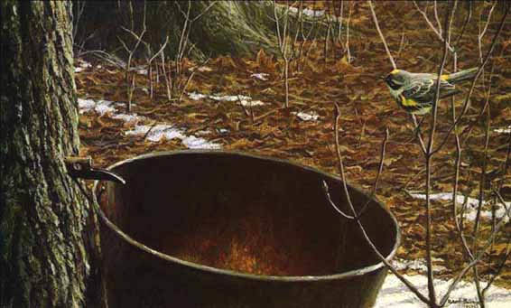 Robert Bateman-sap bucket myrtle warbler