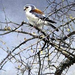 Robert Bateman-sappi pygmy falcon