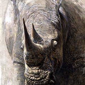 Robert Bateman-sappi white rhinoceros