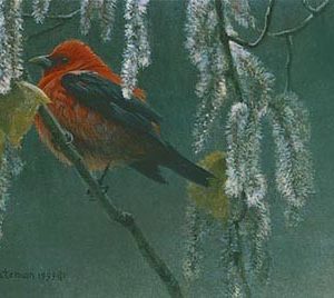 Robert Bateman-scarlet tanager and alder blossoms
