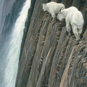 Robert Bateman-sheerdrop mountain goats