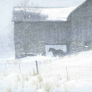 Robert Bateman-shelter