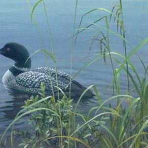 Robert Bateman-shoreline common loon