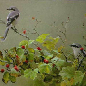 Robert Bateman-shrike pair and hawthorn