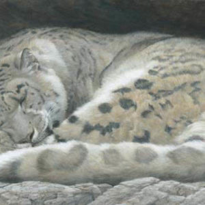 Robert Bateman-sleeping snow leopard
