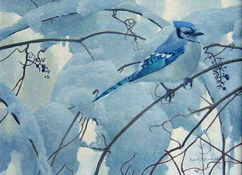 Robert Bateman-snowy morning bluejay