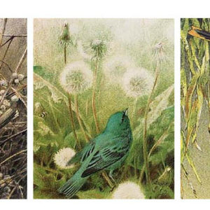 Robert Bateman-song bird set