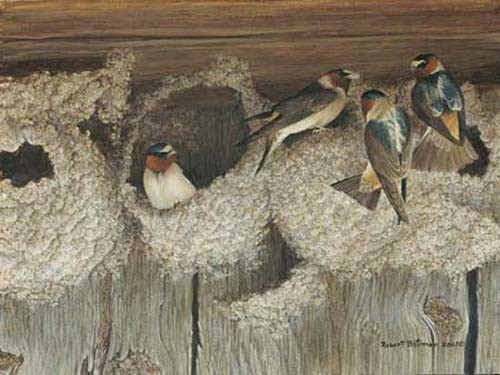 Robert Bateman-under construction cliff swallows