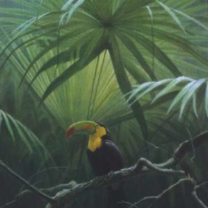 Robert Bateman-under the canopy toucan