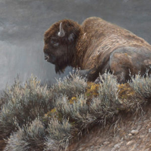Robert Bateman-weather watch bison