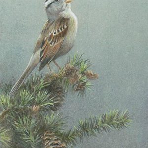 Robert Bateman-white crowned sparrow in douglas fir