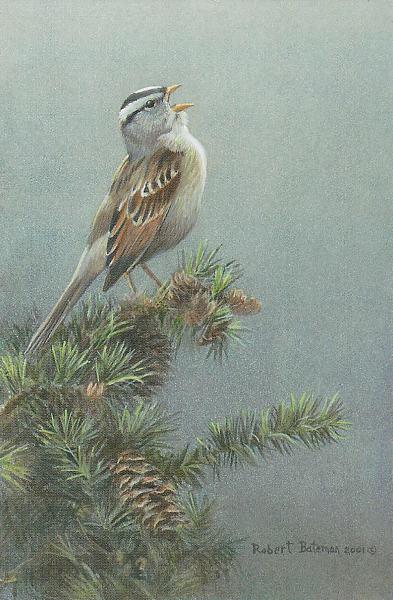 Robert Bateman-white crowned sparrow in douglas fir