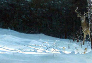 Robert Bateman-whitetail in winter