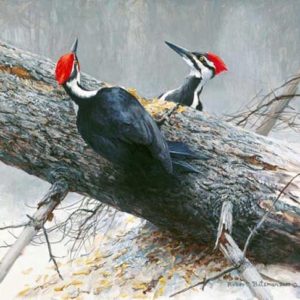 Robert Bateman-woodworkers pileated woodpeckers