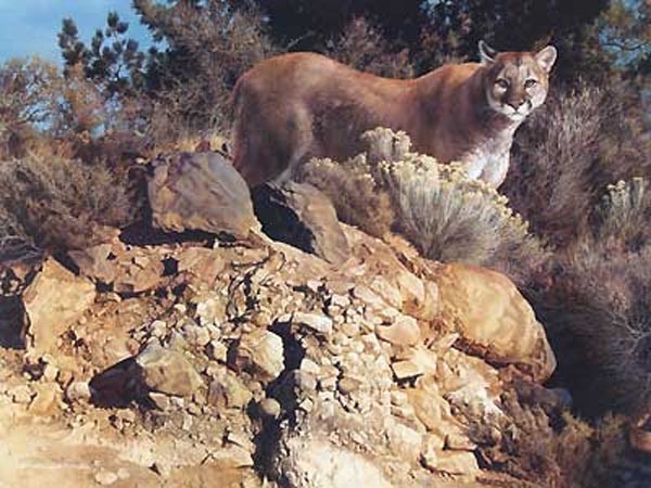 carl brenders_cliff dweller cougar