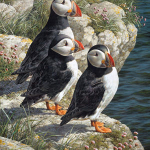 carl brenders-fishermans wharf puffins