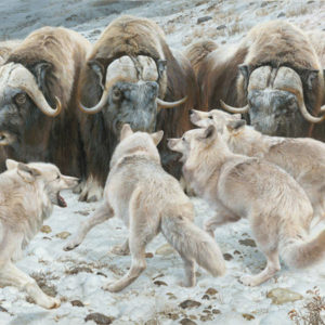 carl brenders-fortress musk oxen