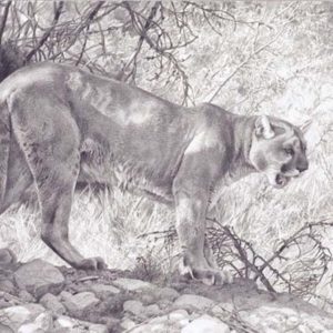 carl brenders-ghost cat cougar pencil drawing