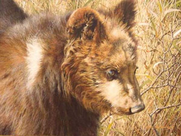 carl brenders-grizzly cub