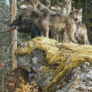 carl brenders-lookout tower wolves