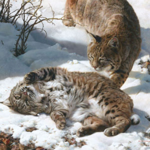 carl brenders-love is in the air bobcats