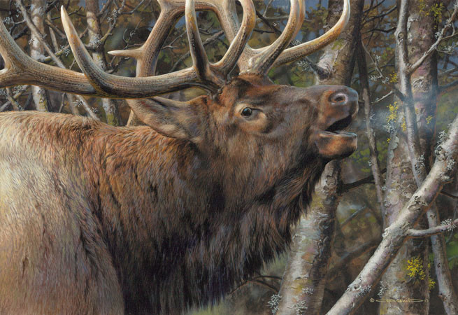 carl brenders-mating call bull elk