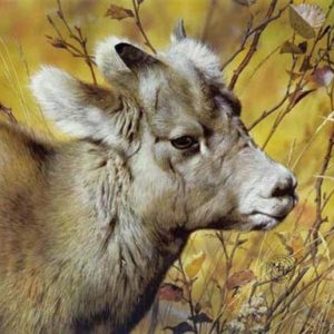Carl Brenders-Mountain Baby Bighorn Sheep
