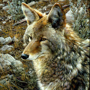 Carl Brenders-Natural Survivor Coyote