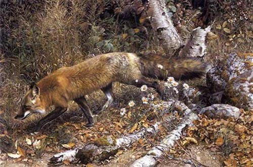 Carl Brenders - Pathfinder Red Fox